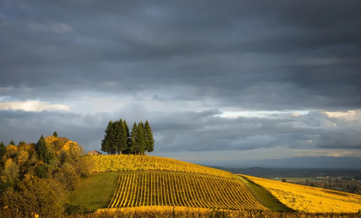 Grey skies over sweeping Bryn Mawr Vineyards in the fall