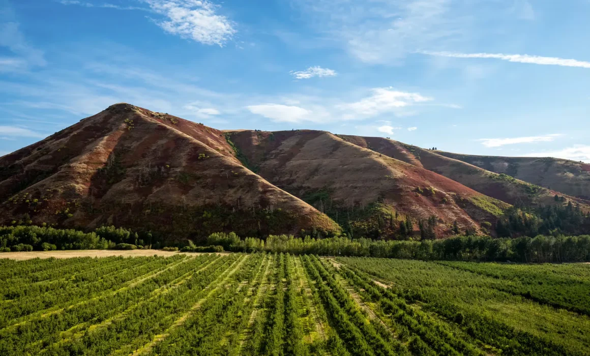 View of Bryn Mawr Vineyards and mountains beyond