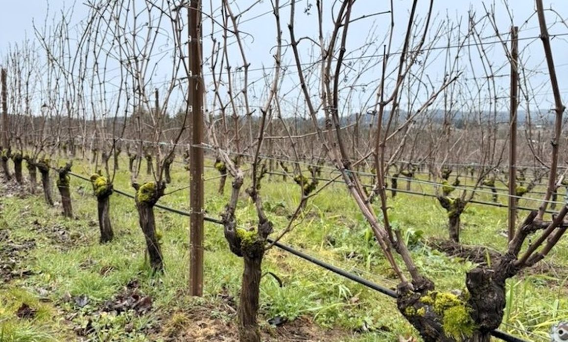 Willamette Valley chardonnay